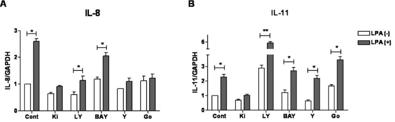 Fig. 4. LPA stimulated IL-8 and IL-11 mRNA expression through regulation of different PKC subtypes