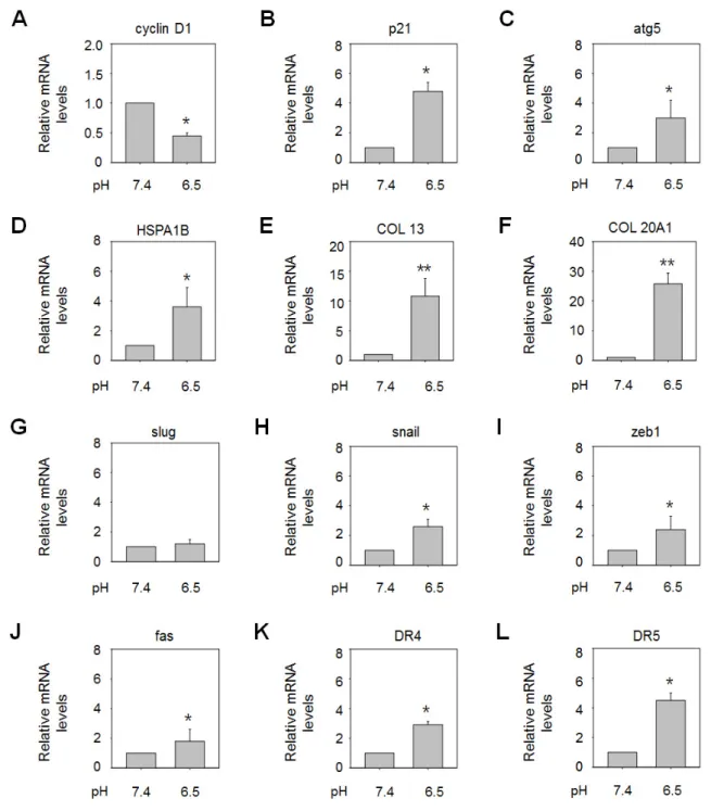 Fig. 2. Extracellular acidity altered the expression of various genes. AGS cells were incubated for 48 h in growth medium adjusted to pH 6.5, and  mRNA expression of the genes encoding cyclin D1 (A), p21 (B), ATG5 (C), HSP70 (D), collagen XIII (E), collage