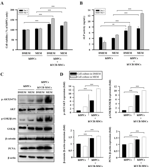 Fig. 2. The effects of hUCB-MSCs on  cell viability, ALP activity, and AKT/