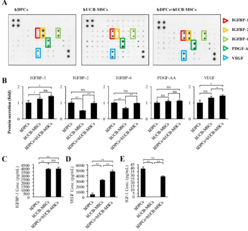 Fig. 3. Growth factor secretion profiles  of hDPCs alone, hUCB-MSCs alone,  and hDPCs plus hUCB-MSCs