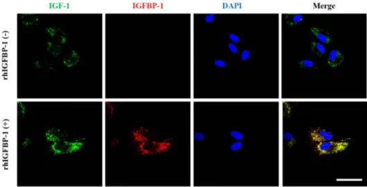 Fig. 5. The effects of recombinant IGFBP-1 on the expression of IGF-1 on hDPCs via the co-localization of an IGF-1 and IGFBP-1