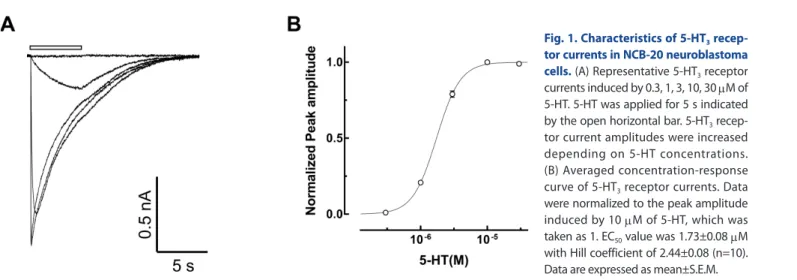 Fig. 1. Characteristics of 5-HT 3  recep- recep-tor currents in NCB-20 neuroblastoma  cells