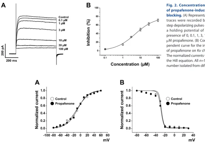 Fig. 3. Voltage-dependence of the steady-state activation and inactivation of Kv currents