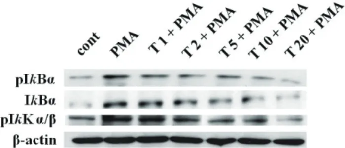 Fig. 4. Effect of tussilagone on PMA-induced phosphorylation  and translocation of NF-kB p65 in NCI-H292 cells