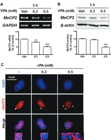 Fig. 1. Valproic acid (VPA)-induced upregulation of brain-derived neu- neu-rotrophic factor (BDNF) in cultured neural progenitor cells (NPCs)