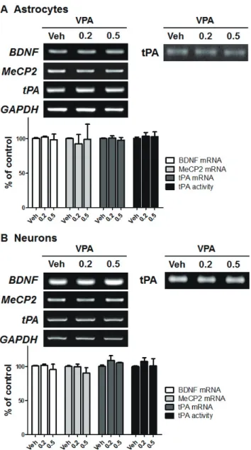 Fig. 3. VPA enhanced the levels of tissue plasminogen activator  (tPA) expression in NPCs