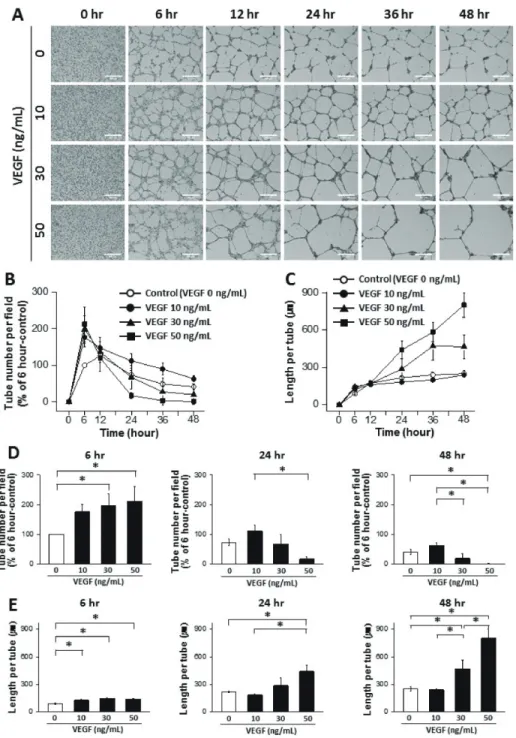 Fig. 3. Dynamic progression of tube  formation from human endothelial  colony forming cells (ECFCs) with  treatment of vascular endothelial  growth factor (VEGF)