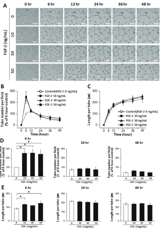 Fig. 4. Dynamic progression of tube  formation from human endothelial  colony forming cells (ECFCs) with  treatment of fibroblast growth  fac-tor-2 (FGF-2)