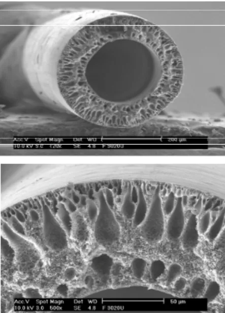 Fig. 6. Cross-section micrograph of PSF hollow fiber mem- mem-brane cross-section.