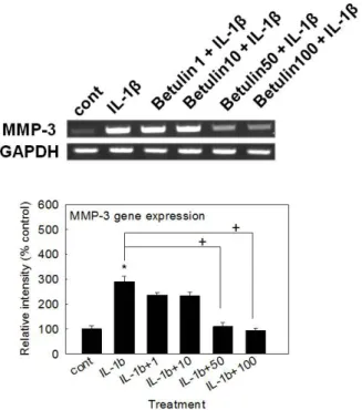 Fig. 1. Effect of betulin on mmP-3 gene expression in rabbit  chondrocytes. Primary cultured rabbit articular chondrocytes were  pretreated with varying concentrations (1, 10, 50, and 100 μM) of  betulin for 2 h and then stimulated with IL-1β (10 ng/mL) fo
