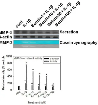 Fig. 3. Effect of betulin on the gene expression of mmP-1, mmP-13,  ADAmTS-4, ADAmTS-5, or collagen type II in rabbit chondrocytes