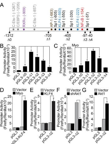 Fig. 2. Expression of KLF8 is regulated by myocardin, KLF4 and  Akt1. (A) Schematic representation of KLF8 promoter region