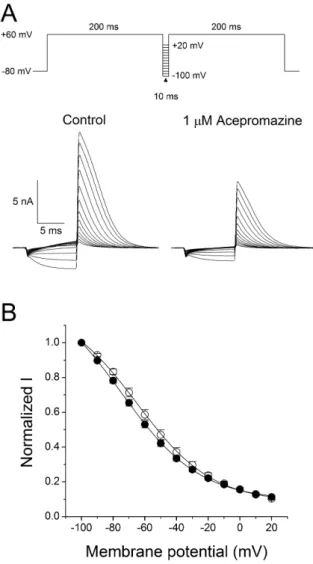 Fig. 5. Effect of acepromazine on steady-state inactivation of hERg  channels. (A) Representative current traces showed the steady-state  inactivation under the control conditions and in the presence of 1 μM  acepromazine, which were evoked by a double-pul