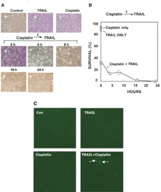 Fig. 3. Effect of TRAIL on cisplatin cytotoxicity in HNSCC-6 cells 19) .
