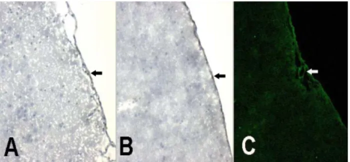 Fig. 1. Serial sections of cerebral cortex of normal rat brain.