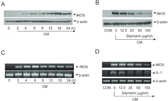 Fig. 3. Inhibition of iNOS gene expression by silymarin in Cm-stimulated mesangial cells