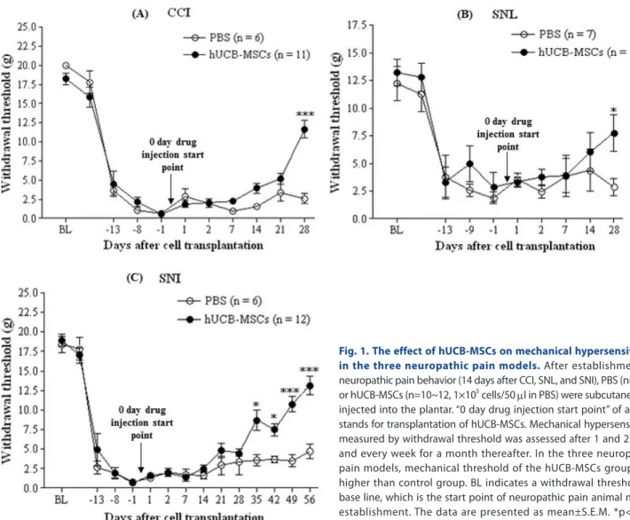 Fig. 1. The effect of hUCB-MSCs on mechanical hypersensitivity  in the three neuropathic pain models