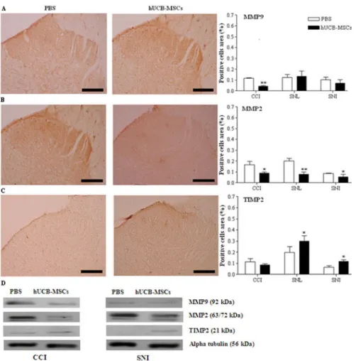 Fig. 3. Immunohistochemistry and western blot analysis for MMP-9, MMP-2, and TIMP-2 in the spinal cord