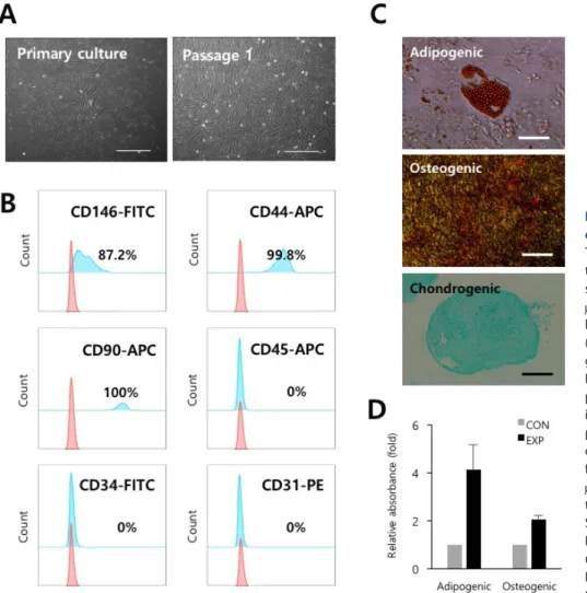 Fig. 1. Isolation and characterization  of PVCs derived from HUCs. (A)  The morphology of the PVCs in  cul-ture