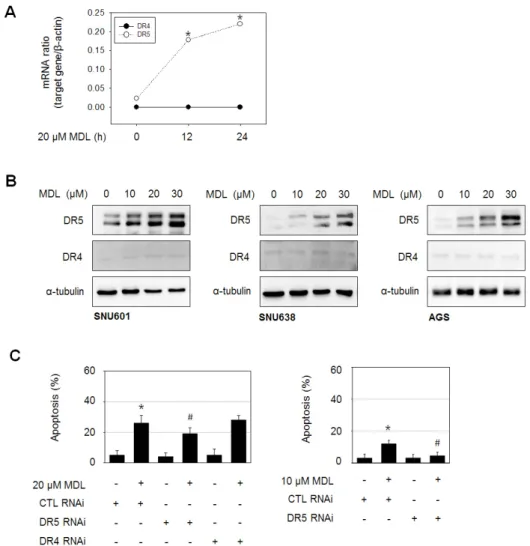 Fig. 3. DR5 plays an important role in  MDL­12330A­mediated apoptosis. 