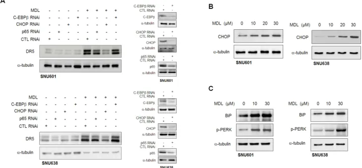Fig. 4. MDL­12330A­mediated DR5 expression is regulated by CHOP. (A) SNU601 or SNU638 cells were transfected with a scrambled small  interfering RNA (CTL RNAi), p65  RNAi, CHOP  RNAi, and C-EBPβ RNAi, and then treated with 20 µM MDL-12330A (MDL) for 24 h