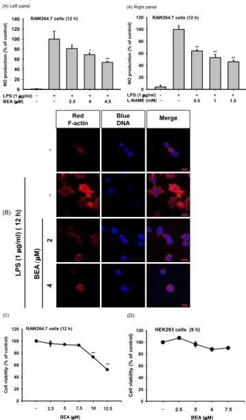 Fig. 2. Effect of BEA on the transcriptional regulation of inflam­