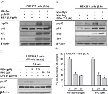 Fig. 3. Effect of BEA on upstream signaling events regulating NF­