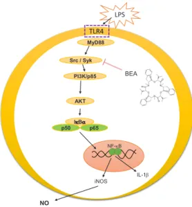 Fig. 5. Schematic of the anti­inflammatory pathway affected by  BEA in LPS­stimulated macrophages.