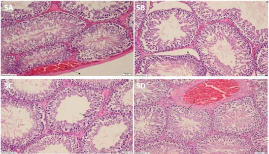 Fig. 5. histopathological appearance of Etd-50 and Etd-100 groups. (A) Histopathological appearance of ETD-50 group