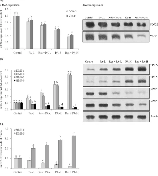 Fig. 2. the mrnA and protein ex- ex-pression of coX-2, VEGF (A), MMP-2,  MMP-9, tIMP-1, tIMP-2 (B) and mrnA  expression of MMP-1, tIMP-3 (c) in  nScLc cell line A549