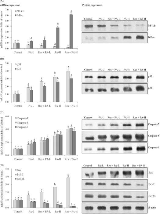 Fig. 3. the mrnA and protein ex- ex-pression of nF-κB, IκB-α (A), p53, p21  (B), caspase-3, caspase-8, caspase-9  (c), Bax, Bcl-2 and Bcl-xL (d) in nScLc  cell line A549
