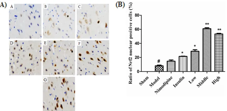 Fig. 4. Effect of rhGLP-1 (7-36) on the distribution and expression of nrf2 in the cerebral cortex of the ischemia-reperfusion damage