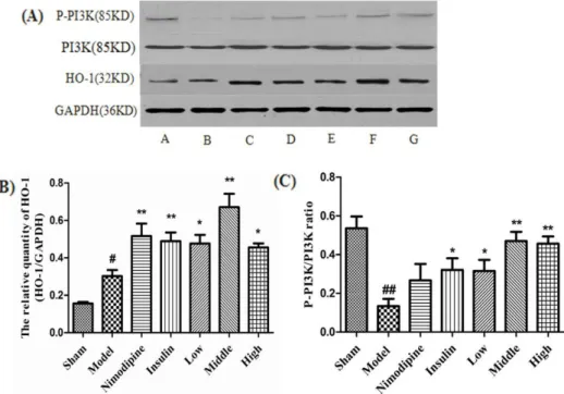 Fig. 6. Effect of rhGLP-1 on the levels of ho-1 expression and P-PI3K/PI3K ratio in the cerebral cortex of the ischemia-reperfusion damage