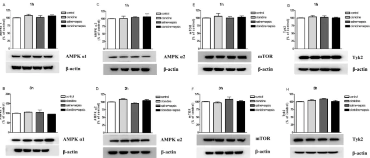 Fig. 11. Effect of clonidine administered spinally on liver AMPKα1, AMPKα2, mtor, tyk2 expression in control and sepsis groups