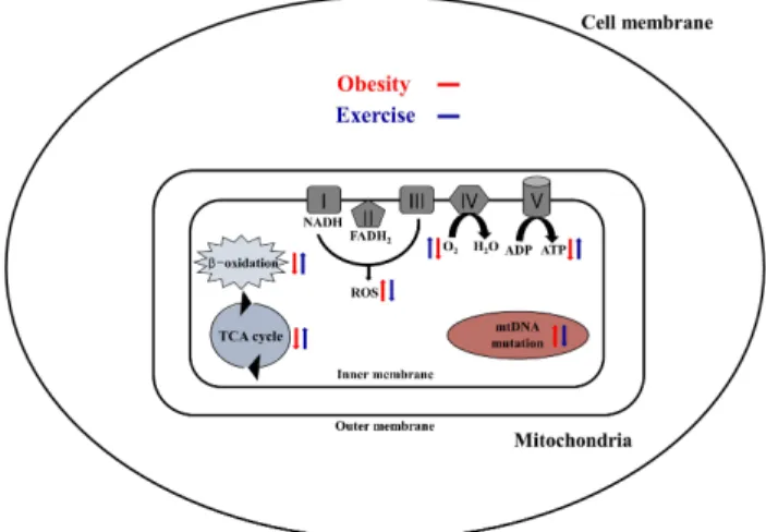 Fig. 1. Effects of obesity and exercise training on mitochondrial  dysfunction. Exercise training protects against obesity-induced  mito-chondrial dysfunction (e.g., O 2  respiration, ATP production, ROS  emis-sion, β-oxidation, markers of TCA cycle, mtDNA
