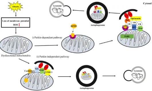 Fig. 3. Mitophagy pathways, including (i) Parkin-dependent pathway and (ii) Parkin-independent pathway