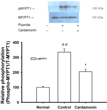 Fig. 4. Effect of cardamonin on phorbol ester-induced vascular  contraction. Each ring was equilibrated in organ bath solution for  30~60 min before relaxation responses to cardamonin were measured