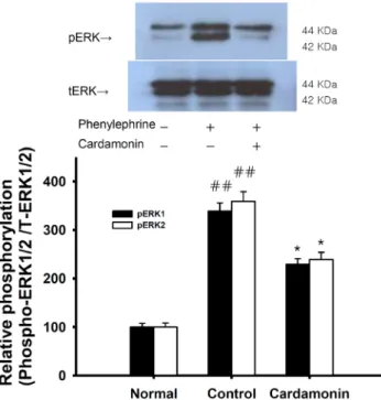 Fig. 7. Effect of cardamonin on the fluoride-induced increase  in phospho-mLC20 level