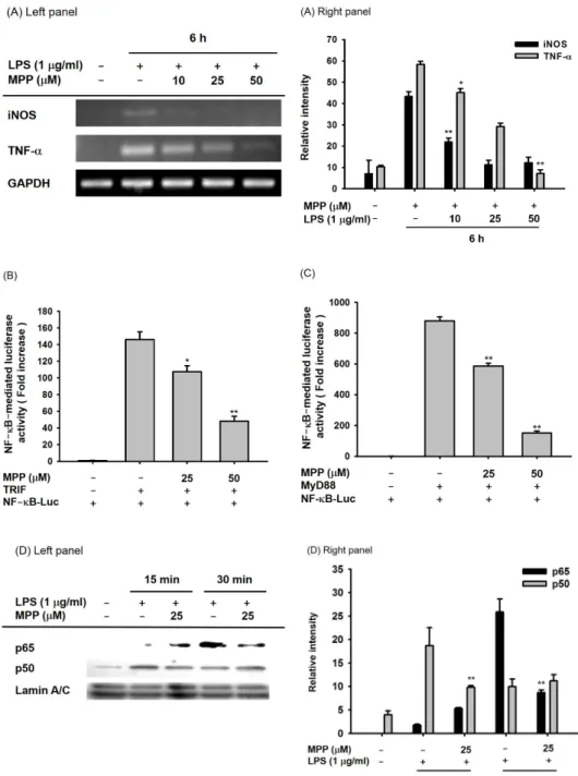 Fig. 3. Effects of mpp on transcriptio- transcriptio-nal activation in LpS-stimulated RAW  264.7 cells and myD88/TRIF-treated  hEK293 cells