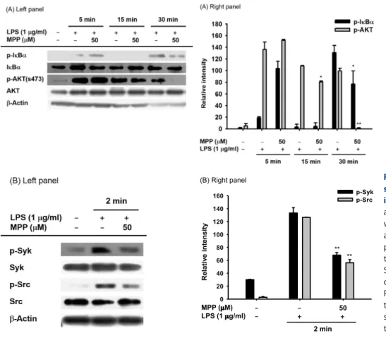 Fig. 4. Effects of mpp on the upstream  signaling cascade for NF-kB activation  in LpS-stimulated RAW 264.7 cells
