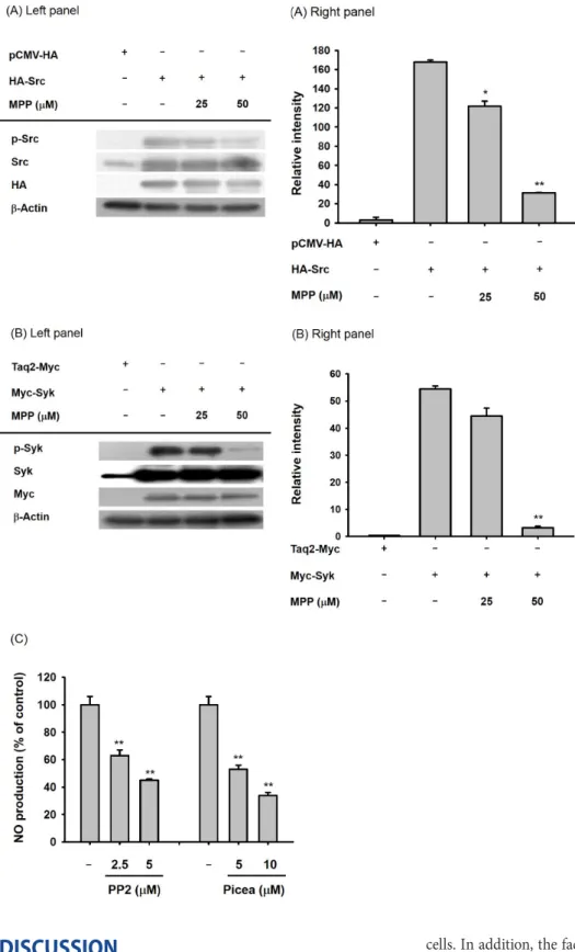 Fig. 5. Effects of mpp on autophos- autophos-phorylation of Src and Syk in Src- or  Syk-transfected hEK293 cells
