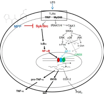 Fig. 6. putative inhibitory pathway of mpp in LpS-treated macro- macro-phages.