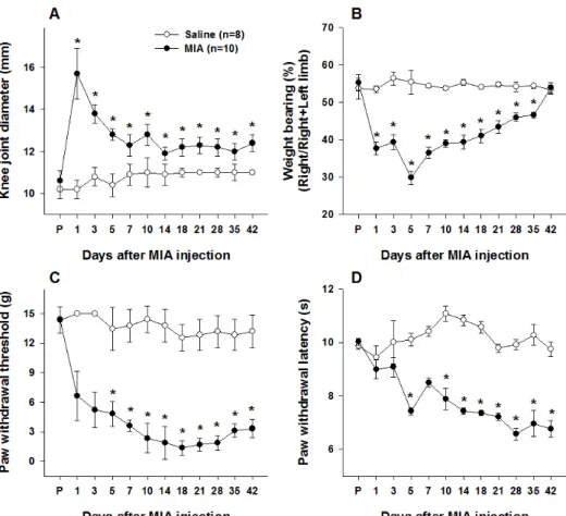 Fig. 1. Changes in knee joint diameter  (A), weight bearing distribution (B)  and paw withdrawal responses to  mechanical (C) or thermal stimuli (D)  in the ipsilateral side of the hind paw  after 8 mg of intra-articular mIA  in-jection
