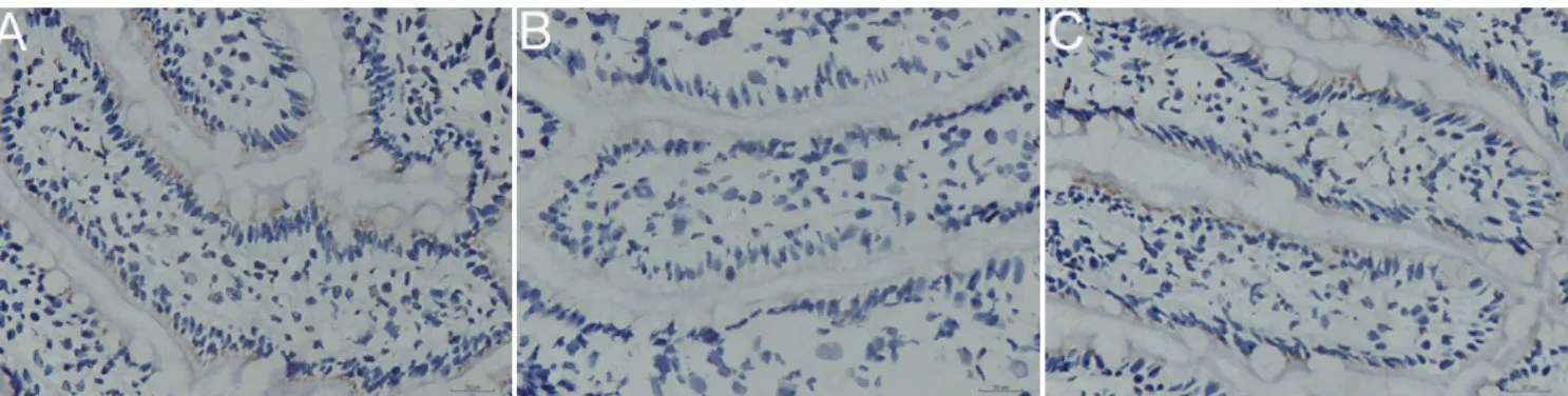 Fig. 4. Effect of curcumin pretreatment on intestinal expression  of ZO-1 protein after I/R as determined by Western blot assay