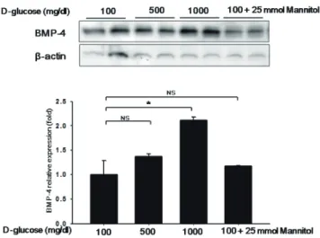 Fig. 1. Glucose increased expression of BMP4 in dose-dependent  manners. After 16~24 h plating, the cells were washed with DMEM  media (containing 2% FBS, w/o growth factor), and then incubated with  glucose (D-glucose 100, 500, 1000 mg/dL), and mannitol (