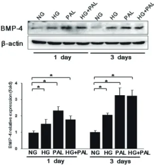 Fig. 2. High glucose and FFA increased expression of BMP4 in time- time-dependent manners