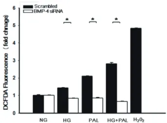 Fig. 4. High glucose and FFA induced BMP4 activation increase  monocyte adhesion. We used siRNA techniques to selectively deplete  BMP4-dependent pathways and examine the effect of HG, PAL, HG/PAL  with DMEM media (containing 2% FBS, w/o growth factor) for