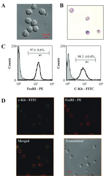 Fig. 1. Characterization of mouse bone marrow-derived mast cells  (BMMCs) cultured for 4 weeks