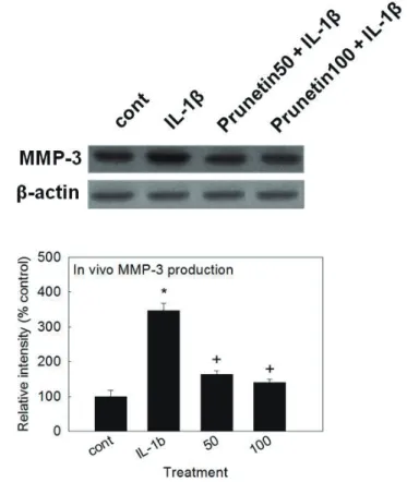 Fig. 5. Effects of prunetin on IL-1 -induced secretion of MMP-3 and  caseinolytic activity of MMP-3 in rabbit articular chondrocytes
