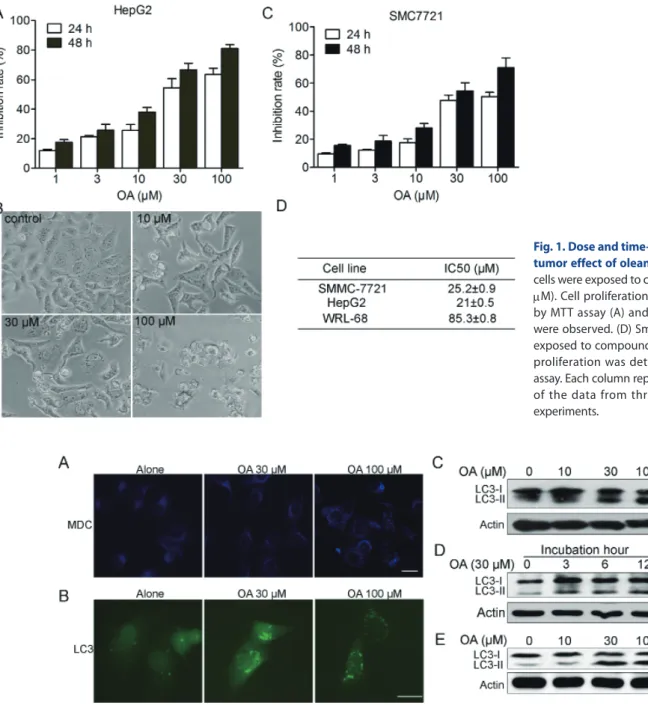 Fig. 1. Dose and time-dependent anti-  tumor effect of oleanolic acid. HepG2  cells were exposed to compound (0~100 